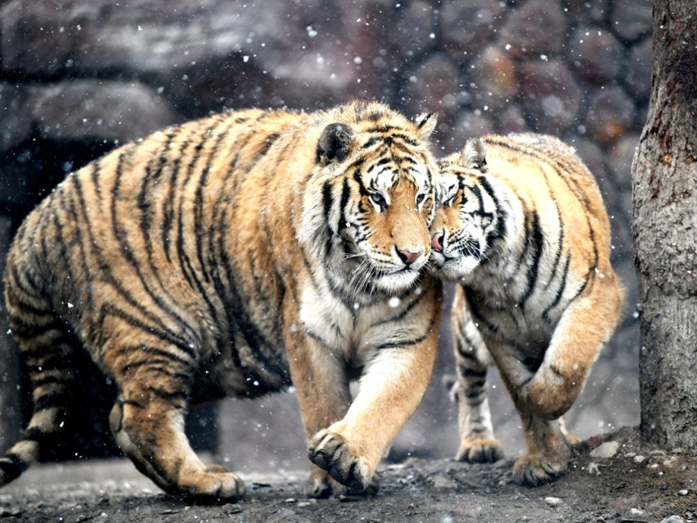 进村东北虎还能回归野外网友操碎心圈养起来会不会胖成球