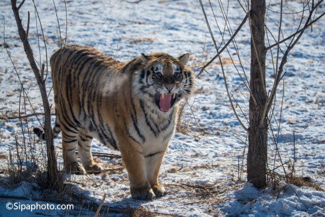东北虎出没的鸡西,地广人稀,生态正逐步好转