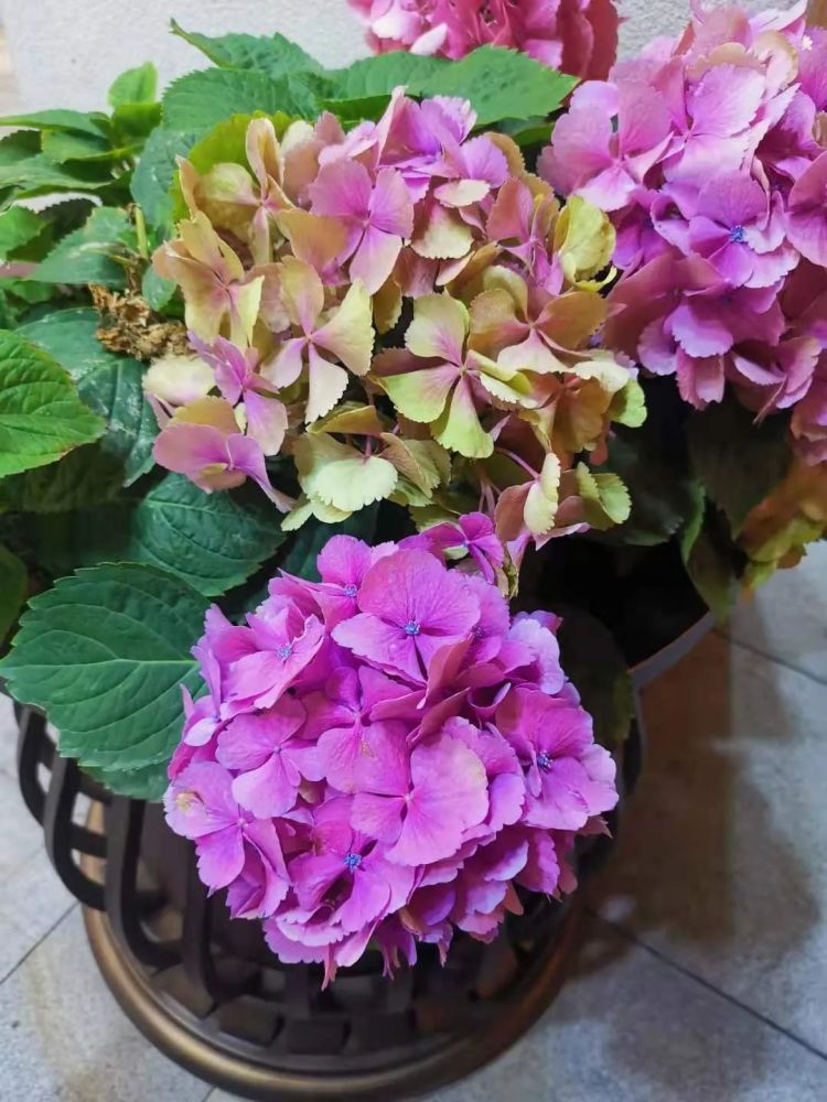 在家里养绣球花别乱剪做好六点想看花朵可真不难