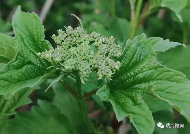 石家庄市赵县人民政府副县长,县公安局党委书记,局长陈志刚涉嫌严重