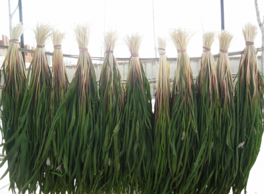 品道蒙城61迎春草