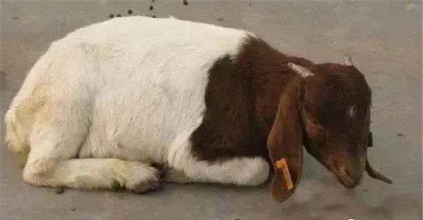 羊快疫由什么引起 羊快疫的症状与治疗方法