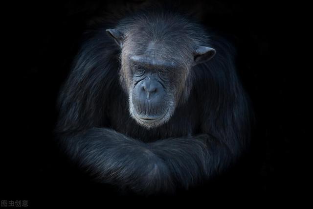 36年前医生将黑狒狒的心脏移植给美国小女孩后来她活下来了吗