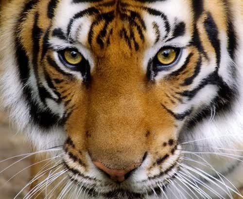 最凶狠的孟加拉虎:流窜2国吞掉436人,被捕后才找到它吃人的真相