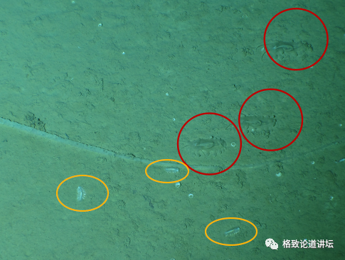 科学家发现，万米深海之下不仅有海绵宝宝，还有……猎豹大战羚羊