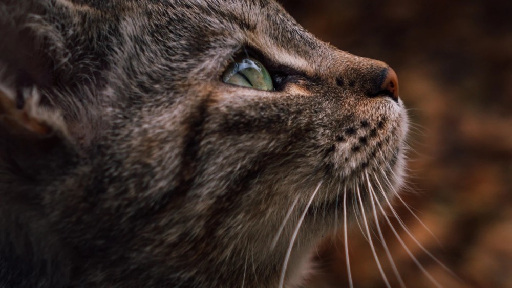 猫宫庄园如何阻止猫在水槽和浴缸里大小便 腾讯新闻