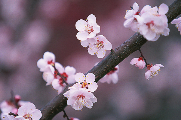 2021年桃花运最好的生肖恋情增温婚姻美满看看有没有你