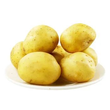 土豆的两倍,因其优良的特性而受到广大人民群众的欢迎,三塘的米拉洋芋