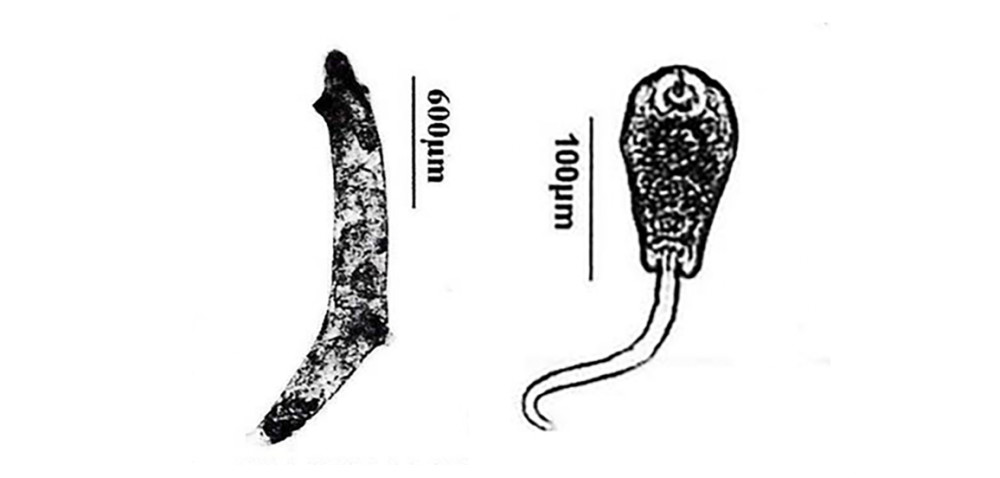 螺类寄生虫在发育为成虫前的未成熟形态,称为 蚴,生物学和流行病学