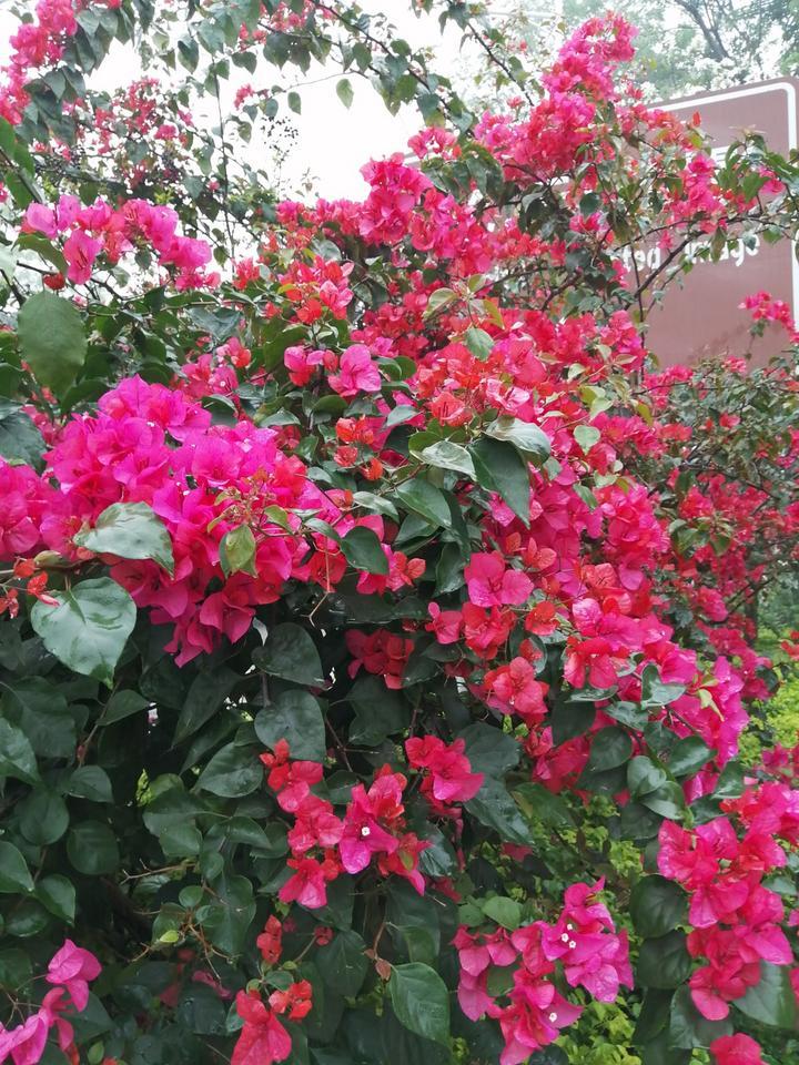 一树繁花红艳艳一朵花有两种颜色这些艳丽的花儿肆无忌惮的开放着,让