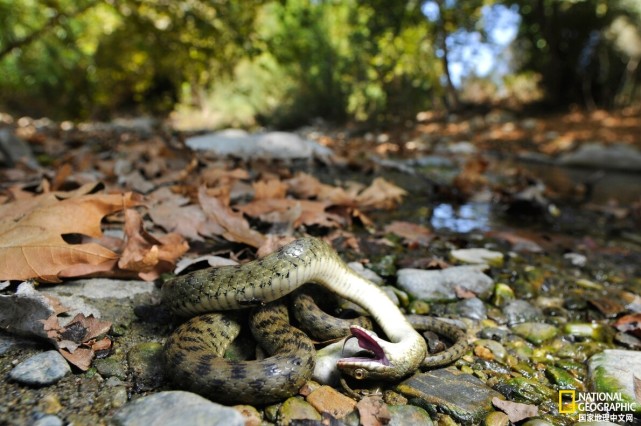 較真要點:從鳥類到哺乳動物再到魚類,裝死在動物界很常見;在科學角度