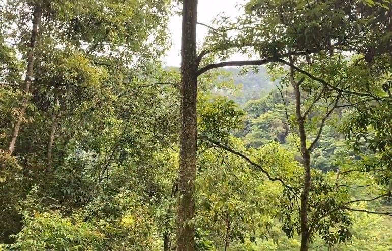 金丝楠木分布湖北小村落,河岸两边至少几百棵,当地人不懂当柴烧