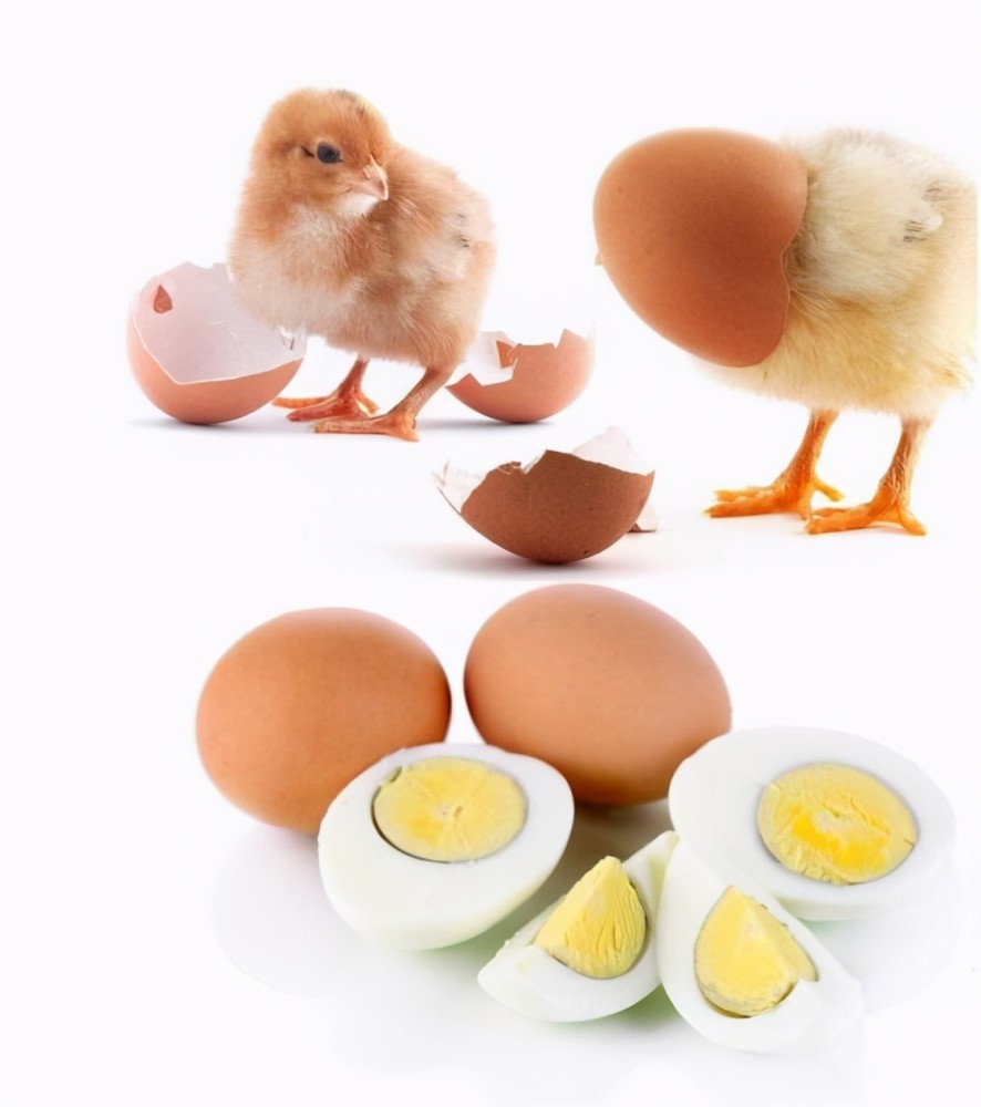 熟蛋返生孵小鸡?