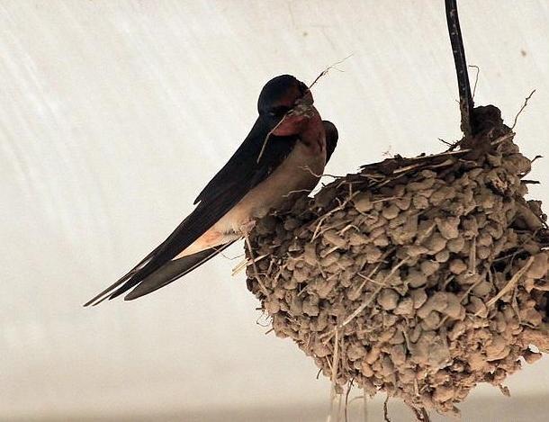 为什么燕子喜欢在屋檐下筑巢?燕子来家里搭窝有什么寓意?_腾讯新闻