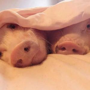 小猪不老实怎么办