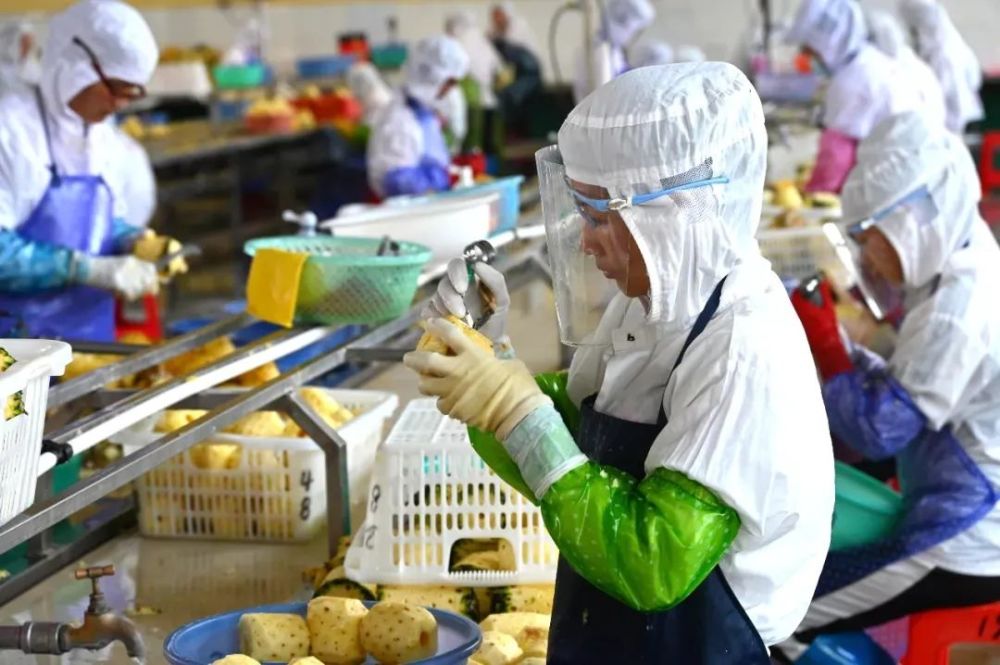 图为菠萝加工流水线"现在业务发展非常好,出口业务基本恢复正常,我们