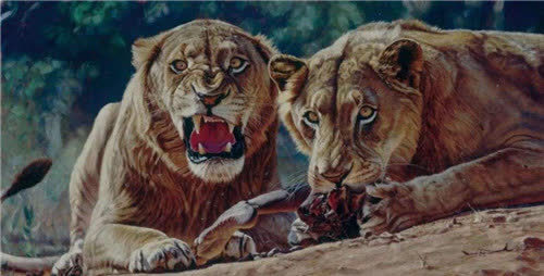 非洲察沃食人狮一年吃掉135人击毙后才揭开它吃人真相