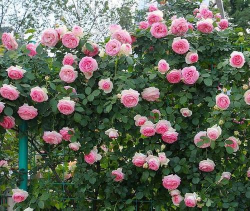 春天养一棵粉龙,长势旺开花美,养2年开成花墙,邻