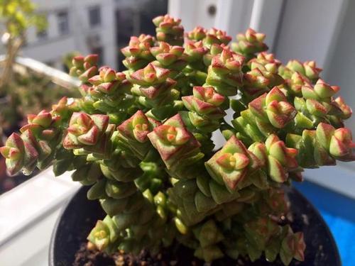 养了50天的多肉小米星,叶子红艳长满盆,内附养护技巧