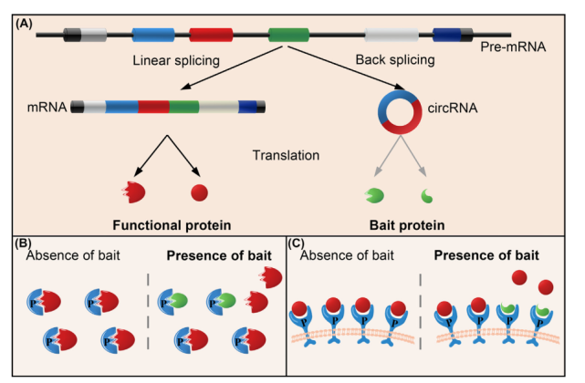 我院研究團隊提出環狀rna編碼蛋白功能的誘餌假說