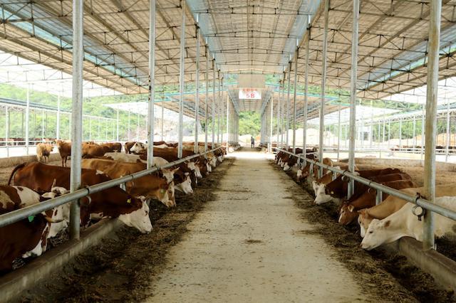 全面助力乡村产业振兴广西都安瑶山牛在深月销超600万元