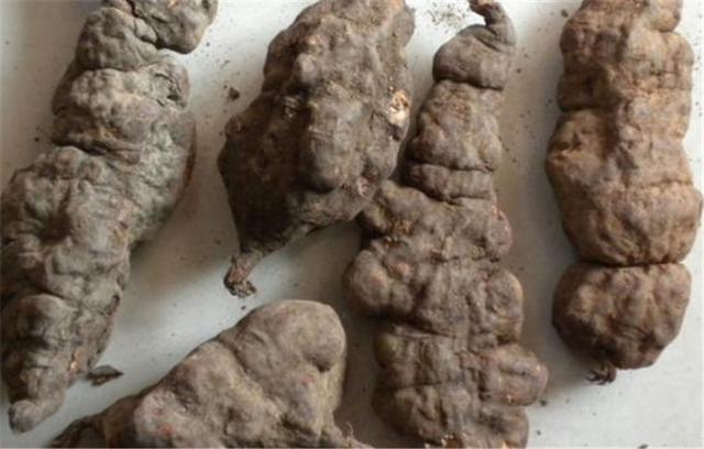 农村的这种野草不仅可以强筋骨补肝肾又有很好的乌发作用