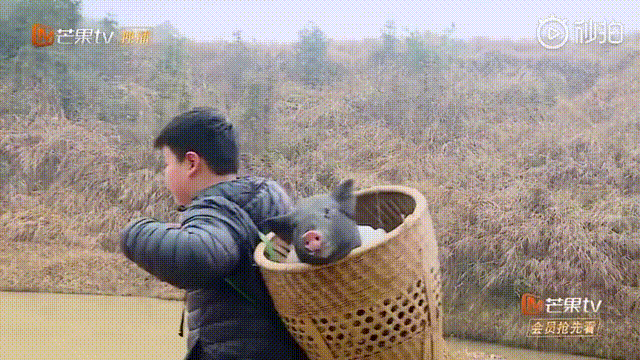 背完猪,再送去少林寺.