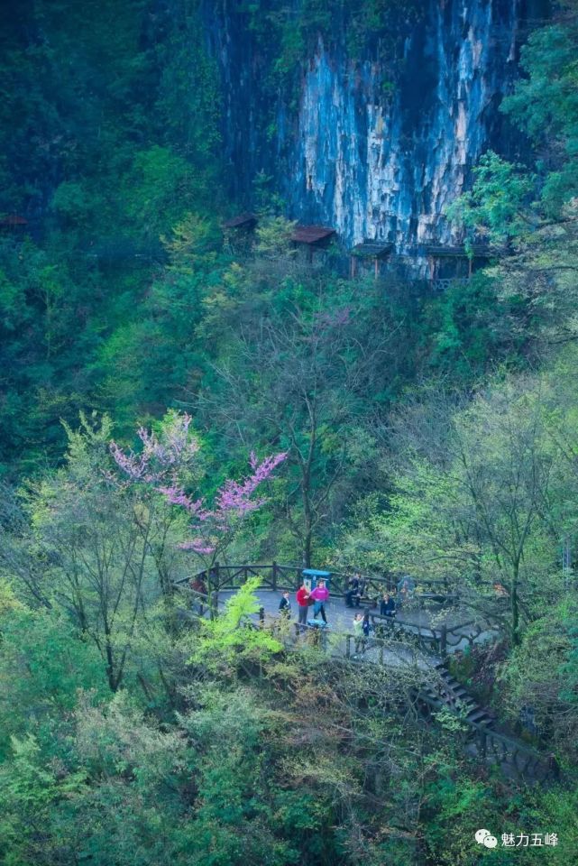 免票半价五峰这些景区有优惠