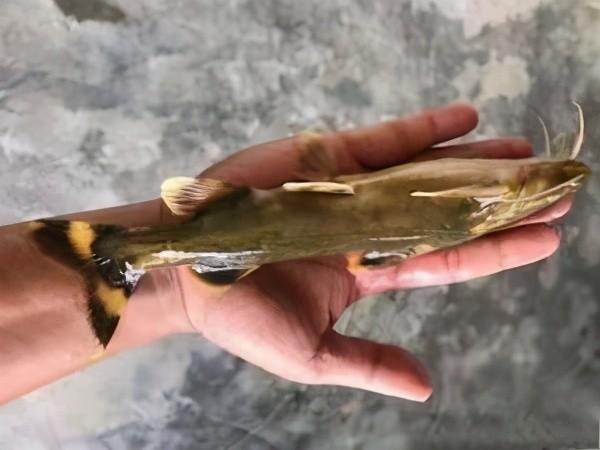 云南腾冲有一种奇特的鱼本地人称之为老虎鱼或者飞机鱼
