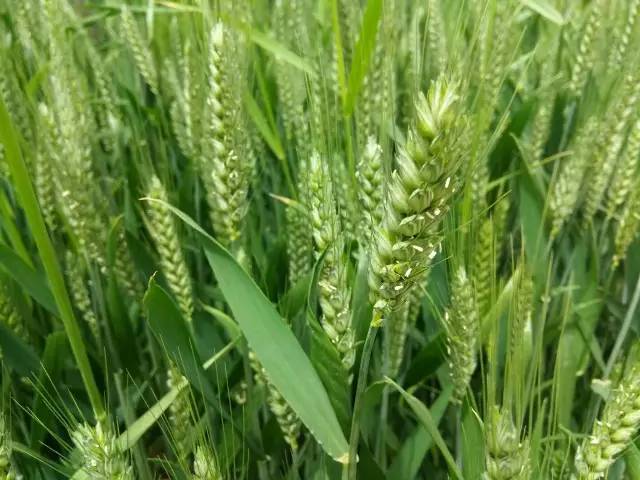 立夏不摇扇急煞庄稼汉立夏天气凉麦子收的强信哪个