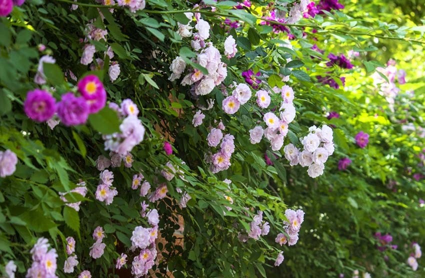 蔷薇花几年能爬满墙(蔷薇花几年能爬满墙里)