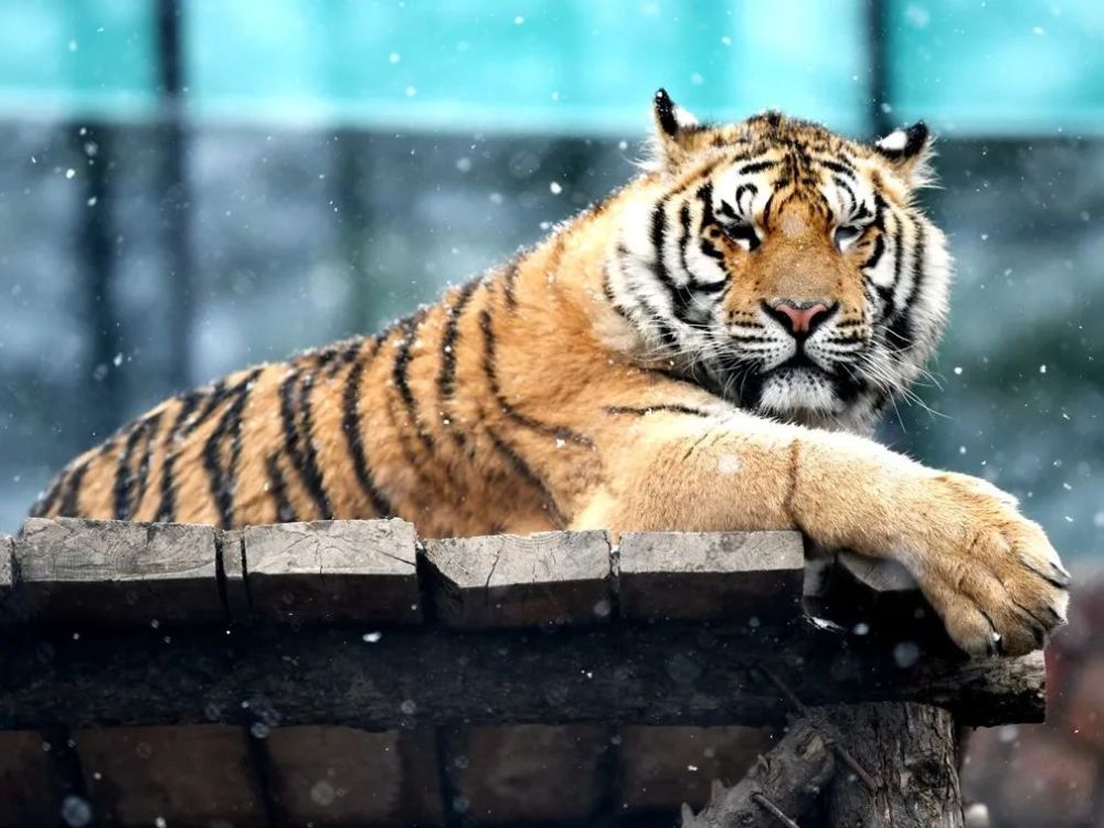 完达山1号还能回归山林吗?_腾讯新闻