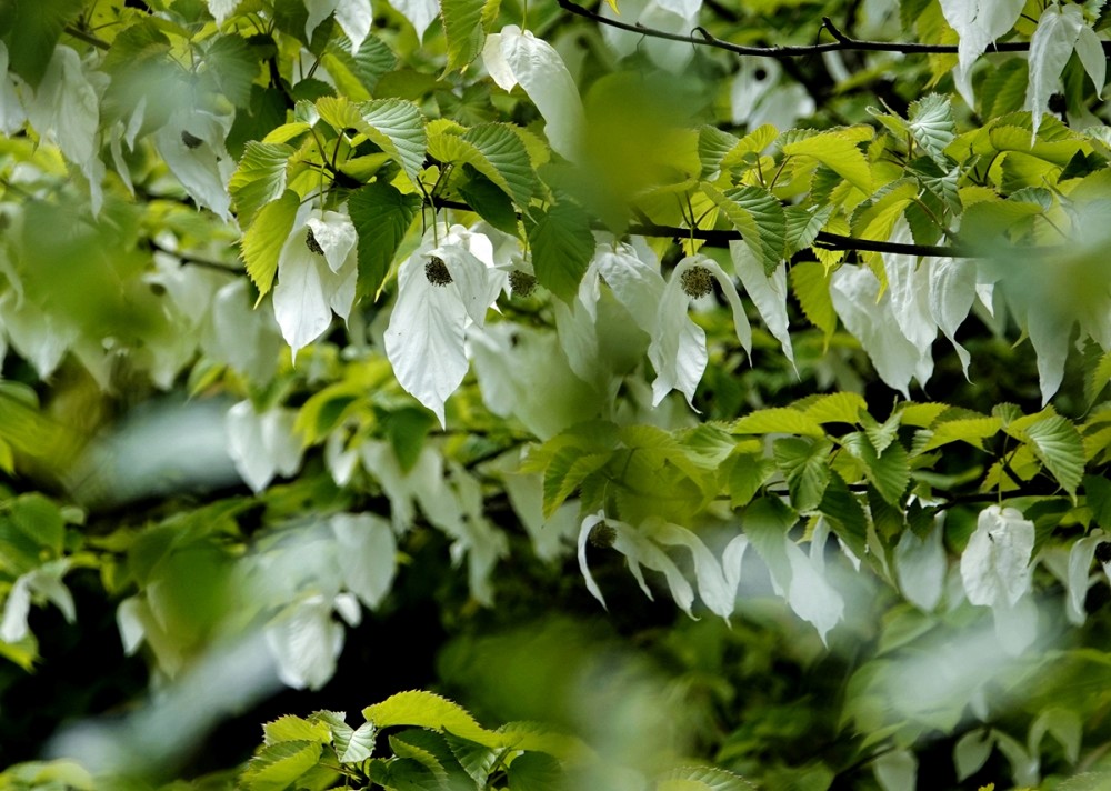 四川平武 珙桐花开迎风舞深山 白鸽 翩翩飞 腾讯新闻