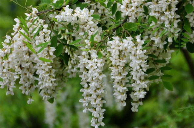 晚春轻夏槐树诗词七首,青槐夹道长安,绿槐阴里相思,南柯梦里槐安国