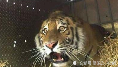 这个老虎出现的时间 地点 性别 年龄都和几年前那头勒死的老虎一样