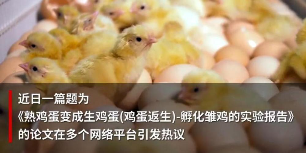 熟鸡蛋返生孵小鸡一校长论文引发热议你怎么看