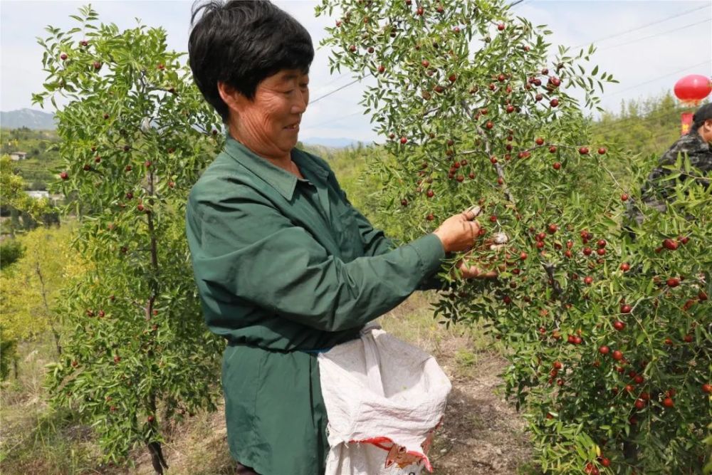 信都区推动酸枣仁产业提质增效 小酸枣鼓起农民钱袋子