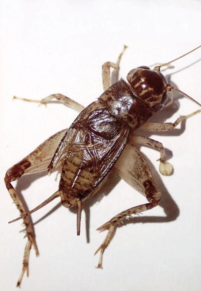 蟋蟀鉴赏:难得大将黄烂衣|黄虫|南翔