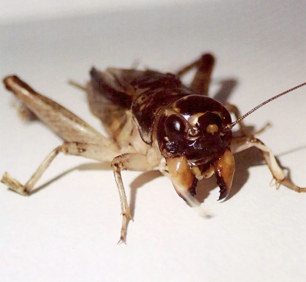 蟋蟀鉴赏难得大将黄烂衣