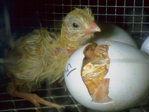 熟蛋返生孵小鸡论文作者碰瓷中科院 中科院回应:呵