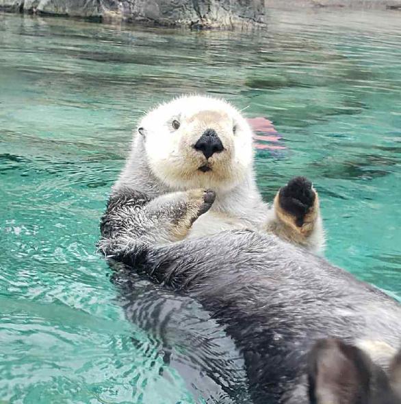 可爱呆萌的海獭交配时却变得暴躁差别为何如此之大