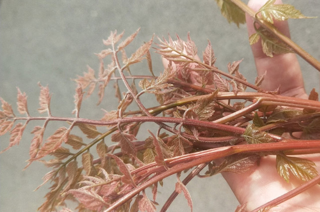 五一前食用最佳,10-30元一斤,很少人知道它能吃|木兰芽|野菜|栾树|花