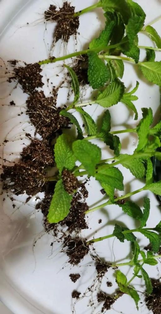 刚买的栀子花千万别换盆否则花活不了3天