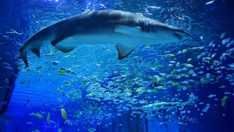 五一旅游指南 北京海洋馆 低音号旅游_腾讯新闻