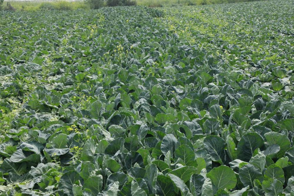 在绿博蔬菜种植专业合作社内,西红柿长势喜人,碧绿的藤蔓上,红色的