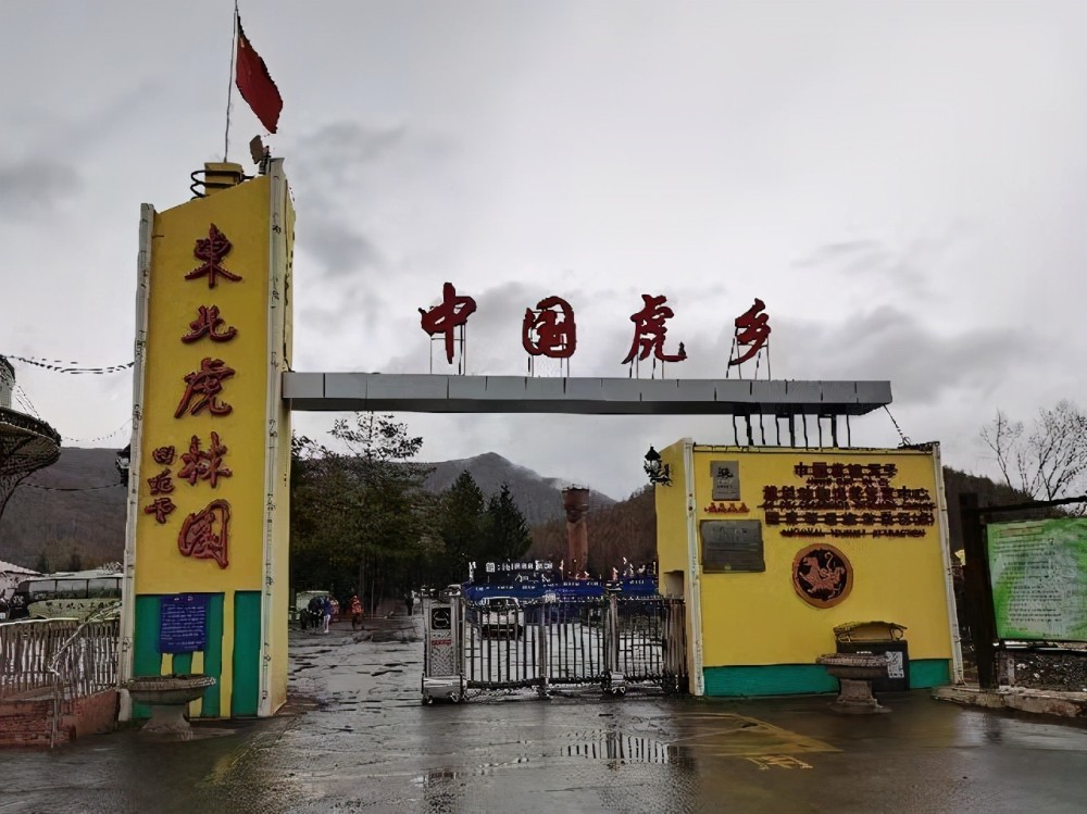 击毙还是放归?东北虎进村引全网关注,专家:幸好没成杀人虎