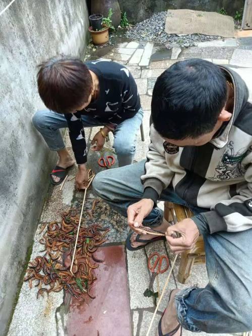 舟山此地蜈蚣旺发雨天它们都会爬上墙来