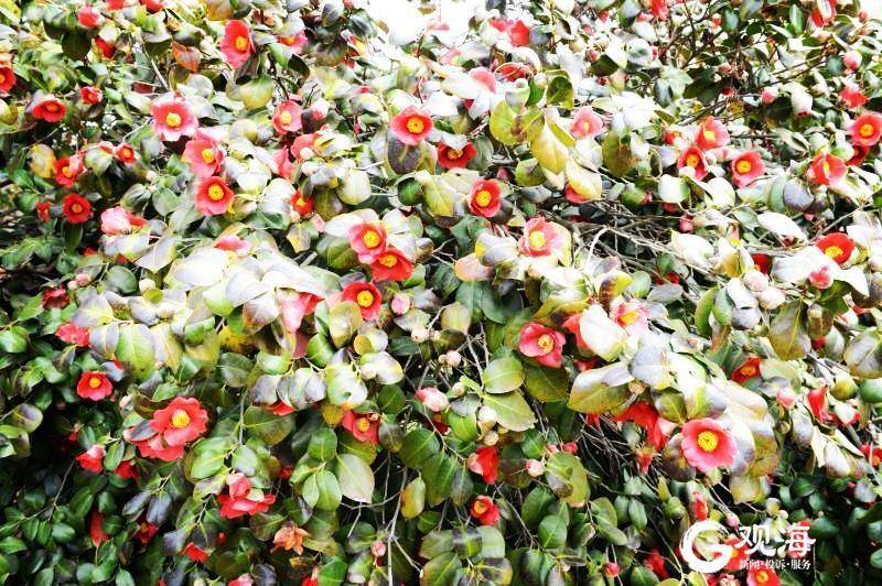 娇艳红花坠满枝 来植物园市花园看耐冬花 腾讯新闻