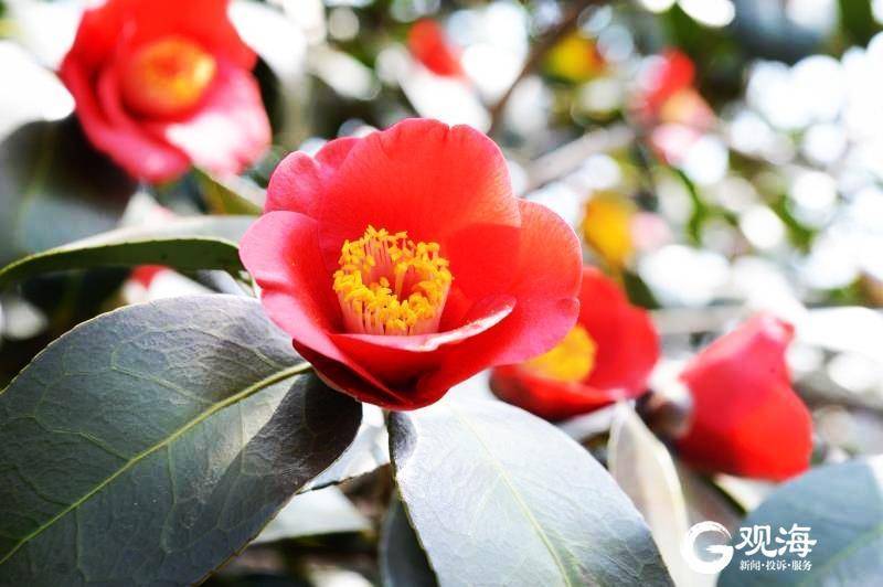 娇艳红花坠满枝 来植物园市花园看耐冬花 腾讯新闻