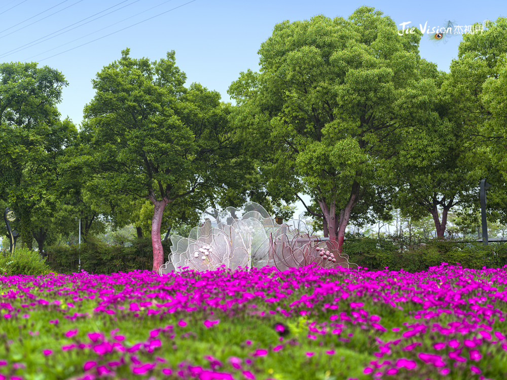 在公园中野炊 与孔雀同舞 给孩子的一个惊喜 花伴湾